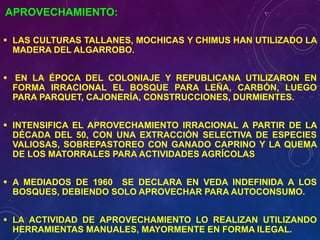 APROVECHAMIENTO:
▪ LAS CULTURAS TALLANES, MOCHICAS Y CHIMUS HAN UTILIZADO LA
MADERA DEL ALGARROBO.
▪ EN LA ÉPOCA DEL COLONIAJE Y REPUBLICANA UTILIZARON EN
FORMA IRRACIONAL EL BOSQUE PARA LEÑA, CARBÓN, LUEGO
PARA PARQUET, CAJONERÍA, CONSTRUCCIONES, DURMIENTES.
▪ INTENSIFICA EL APROVECHAMIENTO IRRACIONAL A PARTIR DE LA
DÉCADA DEL 50, CON UNA EXTRACCIÓN SELECTIVA DE ESPECIES
VALIOSAS, SOBREPASTOREO CON GANADO CAPRINO Y LA QUEMA
DE LOS MATORRALES PARA ACTIVIDADES AGRÍCOLAS
▪ A MEDIADOS DE 1960 SE DECLARA EN VEDA INDEFINIDA A LOS
BOSQUES, DEBIENDO SOLO APROVECHAR PARA AUTOCONSUMO.
▪ LA ACTIVIDAD DE APROVECHAMIENTO LO REALIZAN UTILIZANDO
HERRAMIENTAS MANUALES, MAYORMENTE EN FORMA ILEGAL.
 