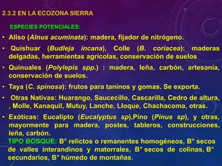 2.3.2 EN LA ECOZONA SIERRA
ESPECIES POTENCIALES:
• Aliso (Alnus acuminata): madera, fijador de nitrógeno.
• Quishuar (Budleja incana), Colle (B. coriacea): maderas
delgadas, herramientas agrícolas, conservación de suelos
• Quinuales (Polylepis spp.) : madera, leña, carbón, artesanía,
conservación de suelos.
• Taya (C. spinosa): frutos para taninos y gomas. Se exporta.
• Otras Nativas: Huarango, Saucecillo, Cascarilla, Cedro de altura,
, Molle, Kanaquil, Mutuy, Lanche, Lloque, Chachacoma, otras.
• Exóticas: Eucalipto (Eucalyptus sp),Pino (Pinus sp), y otras,
mayormente para madera, postes, tableros, construcciones,
leña, carbón.
TIPO BOSQUE: B° relictos o remanentes homogéneos, B° secos
de valles interandinos y matorrales, B° secos de colinas, B°
secundarios, B° húmedo de montañas.
 