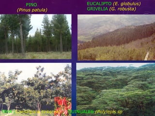 PINO
(Pinus patula)
EUCALIPTO (E. globulus)
GRIVELIA (G. robusta)
TAYA (Caesalpinia tintorea) QUINUALES (Polylepis sp
 