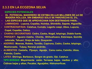 2.3.3 EN LA ECOZONA SELVA
ESPECIES POTENCIALES
• EL POTENCIAL MADERERO SE ESTIMA EN 4,45 MILLONES DE m3 DE
MADERA ROLLIZA, SIN EMBARGO SOLO SE PAROVECHA EL 3%.
• LAS ESPECIES QUE SE APROVECHAN SON DESTINADAS PARA:
- LAMINADAS: Lupuna, Copaiba, Huimba, Shimbillo, Sapote, Higuerilla
- CONTRACHAPÁDA: Catahua, Cumala, Lagarto caspi, Ubos, Lupuna,
Copal, Copaiba, Cetico.
- CHAPAS DECORATIVAS: Cedro, Caoba, Nogal, Ishpingo, Diablo fuerte.
- PARQUET: Aguano masha, Chonta, Shihuahuaco, Estoraque, Quinilla
colorada, Tahuari, Oreja de león, Guayacán.
- ASERRIO: Moenas, Robles, Tornillo, Capirona, Cedro, Caoba, Ishpingo,
Mashonaste, Tulpay, Naranjo podrido.
- ALIMENTOS: Castaña, Pijuayo, Aguaje, Camu camu, Caimito, Ubos,
Palmito, Casho.
- LATEX: Shiringa, Barbasco, Sangre de grado, Ojé, Catahua
TIPO BOSQUE: Mayormente están Terrazas bajas, medias y alta;
Colinas bajas y altas; Pacales; Aguajales; Hidromorficas.
 