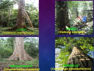 CAOBA
(Swietenia macrophylla)
CEDRO
(Cedrela odorata)
SHIHUAHUACO
(Coumarouna charapila)
TORNILLO
(Cedrelinga catenaeformis)
 