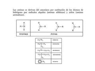 Las aminas se derivan del amoníaco por sustitución de los átomos de
hidrógeno por radicales alquilos (aminas alifáticas) y arilos (aminas
aromáticas).
 