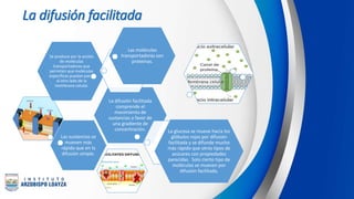 Las sustancias se
mueven más
rápido que en la
difusión simple.
La difusión facilitada
comprende el
movimiento de
sustancias a favor de
una gradiente de
concentración.
Se produce por la acción
de moléculas
transportadoras que
permiten que moléculas
específicas puedan pasar
al otro lado de la
membrana celular.
Las moléculas
transportadoras son
proteínas.
La glucosa se mueve hacia los
glóbulos rojos por difusión
facilitada y se difunde mucho
más rápido que otros tipos de
azúcares con propiedades
parecidas. Solo cierto tipo de
moléculas se mueven por
difusión facilitada.
La difusión facilitada
 