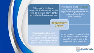 El transporte de algunos
materiales hacia adentro y hacia
fuera de la célula, ocurre contra
un gradiente de concentración.
Para esto, la célula usa energía
para mover sustancias desde
regiones de baja concentración
hasta regiones de alta
concentración.
El transporte activo, es el
proceso mediante el cual la
célula utiliza energía para mover
átomos y moléculas contra un
gradiente de concentración.
Un ser humano en reposo utiliza
de 30 a 40% de toda su energía
para el transporte activo de
materiales hacia las células.
TRANSPORTE
ACTIVO
 