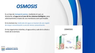 OSMOSIS
Es un tipo de transporte pasivo, mediante el cual, un
disolvente, el agua en el caso de los sistemas biológicos, pasa
selectivamente a través de una membrana semi-permeable.
En la ósmosis las moléculas de agua se mueven de una región
de mayor concentración a una de menor concentración.
En los organismos vivientes, el agua entra y sale de la célula a
través de la ósmosis.
 