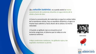 La solución isotónica.- es cuando existe la misma
concentración de sustancias disueltas en agua dentro de la
célula y fuera de ésta.
Como la concentración de materiales es igual en ambos lados
de la membrana celular, hay un equilibrio dinámico, el agua se
mueve hacia adentro y hacia afuera de la célula a la misma
velocidad.
Bajo condiciones isotónicas, los glóbulos rojos y las células
vegetales mantienen su forma.
Cuando un glóbulo rojo se encuentra en el
torrente sanguíneo, el plasma que lo rodea es una
sustancia isotónica.
 