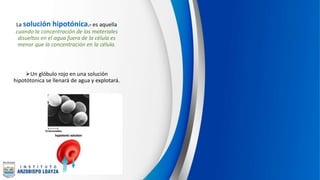 La solución hipotónica.- es aquella
cuando la concentración de los materiales
disueltos en el agua fuera de la célula es
menor que la concentración en la célula.
Un glóbulo rojo en una solución
hipotótonica se llenará de agua y explotará.
 