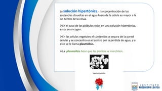 La solución hipertónica.- la concentración de las
sustancias disueltas en el agua fuera de la célula es mayor a la
de dentro de la célua.
En el caso de los glóbulos rojos en una solución hipertónica,
estos se encogen.
En las células vegetales el contenido se separa de la pared
celular y se concentra en el centro por la pérdida de agua, y a
esto se le llama plasmólisis.
La plasmólisis hace que las plantas se marchiten.
 