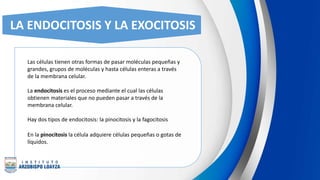 LA ENDOCITOSIS Y LA EXOCITOSIS
Las células tienen otras formas de pasar moléculas pequeñas y
grandes, grupos de moléculas y hasta células enteras a través
de la membrana celular.
La endocitosis es el proceso mediante el cual las células
obtienen materiales que no pueden pasar a través de la
membrana celular.
Hay dos tipos de endocitosis: la pinocitosis y la fagocitosis
En la pinocitosis la célula adquiere células pequeñas o gotas de
líquidos.
 
