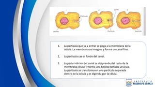 1. La partícula que va a entrar se pega a la membrana de la
célula. La membrana se invagina y forma un canal fino.
2. La partícula cae al fondo del canal.
3. La parte inferior del canal se desprende del resto de la
membrana celular y forma una bolsita llamada vesícula.
La partícula se transforma en una partícula separada
dentro de la célula y es digerida por la célula.
 
