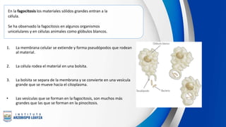 En la fagocitosis los materiales sólidos grandes entran a la
célula.
Se ha observado la fagocitosis en algunos organismos
unicelulares y en células animales como glóbulos blancos.
1. La membrana celular se extiende y forma pseudópodos que rodean
al material.
2. La célula rodea el material en una bolsita.
3. La bolsita se separa de la membrana y se convierte en una vesícula
grande que se mueve hacia el citoplasma.
• Las vesículas que se forman en la fagocitosis, son muchos más
grandes que las que se forman en la pinocitosis.
 