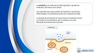 La exocitosis es la salida de las células grandes, o grupos de
moléculas, del interior de la célula.
Los materiales que salen pueden ser desechos o secreciones
útiles llevadas a la membrana celular por el aparato de Golgi.
La vesícula de secreciones se mueve hacia la membrana celular
y se funde con la membrana, que se rompe en ese sitio
liberando el contenido de la vesícula.
 