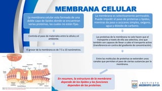 MEMBRANA CELULAR
La membrana celular esta formada de una
doble capa de lípidos donde se encuentran
varias proteínas, las cuales no están fijas.
Controla el paso de materiales entre la célula y el
ambiente.
El grosor de la membrana es de 7.5 a 10 nanómetros.
La membrana es selectivamente permeable.
Puede impedir el paso de proteínas y lípidos,
mientras da paso a azúcares simples, oxígeno,
agua y dióxido de carbono.
Las proteínas de la membrana no solo hacen que el
transporte a través de ella sea selectivo, sino que
también son capaces de llevar a cabo el transporte activo
(transferencia en contra del gradiente de concentración).
Entre las moléculas de proteínas se extienden unos
canales que permiten el paso de ciertas sustancias por la
membrana.
En resumen, la estructura de la membrana
depende de los lípidos y las funciones
dependen de las proteínas.
 