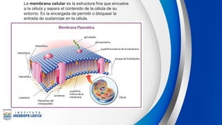 La membrana celular es la estructura fina que envuelve
a la célula y separa el contenido de la célula de su
entorno. Es la encargada de permitir o bloquear la
entrada de sustancias en la célula.
 
