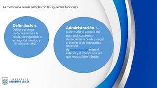 La membrana celular cumple con las siguientes funciones:
Delimitación.
Define y protege
mecánicamente a la
célula, distinguiendo el
exterior del interior, y
una célula de otra.
Administración. Su
selectividad le permite dar
paso a las sustancias
deseadas en la célula y negar
el ingreso a las indeseadas,
sirviendo
de comunicación entre el
exterior y el interior a la vez
que regula dicho tránsito.
 