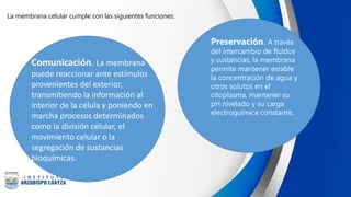 La membrana celular cumple con las siguientes funciones:
Comunicación. La membrana
puede reaccionar ante estímulos
provenientes del exterior,
transmitiendo la información al
interior de la célula y poniendo en
marcha procesos determinados
como la división celular, el
movimiento celular o la
segregación de sustancias
bioquímicas.
Preservación. A través
del intercambio de fluidos
y sustancias, la membrana
permite mantener estable
la concentración de agua y
otros solutos en el
citoplasma, mantener su
pH nivelado y su carga
electroquímica constante.
 