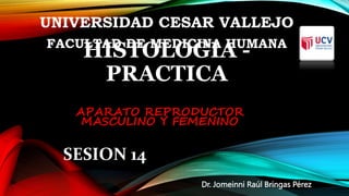 HISTOLOGIA -
PRACTICA
Dr. Jomeinni Raúl Bringas Pérez
UNIVERSIDAD CESAR VALLEJO
FACULTAD DE MEDICINA HUMANA
SESION 14
APARATO REPRODUCTOR
MASCULINO Y FEMENINO
 