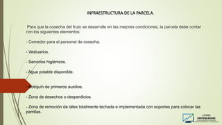 Para que la cosecha del fruto se desarrolle en las mejores condiciones, la parcela debe contar
con los siguientes elementos:
- Comedor para el personal de cosecha.
- Vestuarios.
- Servicios higiénicos.
- Agua potable disponible.
- Botiquín de primeros auxilios.
- Zona de desechos o desperdicios.
- Zona de remoción de látex totalmente techada e implementada con soportes para colocar las
parrillas.
INFRAESTRUCTURA DE LA PARCELA.
 
