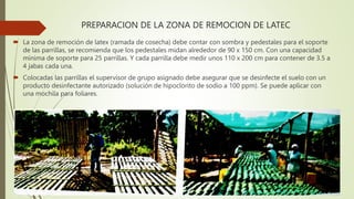 PREPARACION DE LA ZONA DE REMOCION DE LATEC
 La zona de remoción de latex (ramada de cosecha) debe contar con sombra y pedestales para el soporte
de las parrillas, se recomienda que los pedestales midan alrededor de 90 x 150 cm. Con una capacidad
mínima de soporte para 25 parrillas. Y cada parrilla debe medir unos 110 x 200 cm para contener de 3.5 a
4 jabas cada una.
 Colocadas las parrillas el supervisor de grupo asignado debe asegurar que se desinfecte el suelo con un
producto desinfectante autorizado (solución de hipoclorito de sodio a 100 ppm). Se puede aplicar con
una mochila para foliares.
 