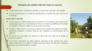 Muestreo de calidad antes de iniciar la cosecha
 1 El procedimiento consiste en analizar un fruto por cada diez (10) árboles.
 2 En las evaluaciones se miden los grados Brix y el grado de color interno de
la fruta(6).
Inicio de la cosecha
 3 Esta etapa es determinada por el supervisor de cosecha, quien guía a los
cosechadores por las zonas donde la fruta no muestra problemas de calidad
o madurez o tiene los calibres que se buscan cosechar.
 4 Aquí se debe tener en cuenta la madurez del mango, los calibres, la chapa,
los daños estéticos y demás factores que indiquen la conveniencia de la
cosecha.
 5 Cuando el cosechador no alcanza la altura de una fruta en el árbol, se
utilizan escaleras.
 6 La fruta cosechada no debe dejarse expuesta al sol, porque los rayos
solares deterioran su calidad, ni debe colocarse sobre el suelo por el riesgo a
generar una contaminación cruzada.
 