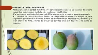 Muestreo de calidad en la cosecha
7 Esta evaluación de calidad de la fruta sirve como retroalimentación a las cuadrillas de cosecha
en cuanto a parámetros de calidad y a las condiciones establecidas.
8 Se recomienda analizar un fruto por cada 12 jabas y aumentar la muestra según sea necesario.
9 El personal de control de calidad interno de campo debe muestrear los mangos de cada
cargamento para evaluar su madurez, a través de la determinación de grados Brix, la firmeza y el
color interno del fruto, además de evaluar los defectos antes del despacho a la planta de
empaque.
 