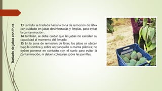 13 La fruta se traslada hacia la zona de remoción de látex
con cuidado en jabas desinfectadas y limpias, para evitar
la contaminación .
14 También, se debe cuidar que las jabas no excedan su
capacidad al momento del llenado.
15 En la zona de remoción de látex, las jabas se ubican
bajo la sombra y sobre un banquillo o manta plástica; no
deben ponerse en contacto con el suelo para evitar la
contaminación, ni deben colocarse sobre las parrillas.
Traslado
de
jabas
con
fruta
 
