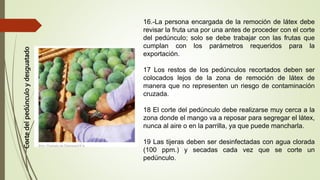 Corte
del
pedúnculo
y
desguatado
16.-La persona encargada de la remoción de látex debe
revisar la fruta una por una antes de proceder con el corte
del pedúnculo; solo se debe trabajar con las frutas que
cumplan con los parámetros requeridos para la
exportación.
17 Los restos de los pedúnculos recortados deben ser
colocados lejos de la zona de remoción de látex de
manera que no representen un riesgo de contaminación
cruzada.
18 El corte del pedúnculo debe realizarse muy cerca a la
zona donde el mango va a reposar para segregar el látex,
nunca al aire o en la parrilla, ya que puede mancharla.
19 Las tijeras deben ser desinfectadas con agua clorada
(100 ppm.) y secadas cada vez que se corte un
pedúnculo.
 
