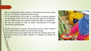 20 Los trabajadores deben lavarse y desinfectarse las manos antes
de curar o cicatrizar el pedúnculo del mango.
21 El procedimiento del curado o cicatrizado se ejecuta después
de segregado el látex (entre 40 y 90 minutos) según la variedad de
la fruta; utilizándose por lo general sulfato de calcio o cal agrícola.
22 Una vez curada, la fruta se coloca directamente en la jaba
previamente desinfectada.
23 Allí los mangos se ubican de tal forma que no haya contacto
entre el pedúnculo cortado y la piel de otro mango.
24 Se recomienda usar papel entre las filas de mangos para evitar
manchar la cáscara con látex durante su traslado a la planta de
proceso.
 