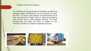 Las unidades de transporte para el traslado a la planta de
empaque deben desinfectarse con una solución de cloro
(de 100 a 150 ppm.) para prevenir la contaminación de la
fruta. De igual forma, deben tener un toldo que proteja la
fruta del sol, lluvia u otros agentes externos. Con estas
precauciones, las jabas con fruta se estiban en los
camiones, donde no se deben transportar personas
Traslado a planta de empaque
 