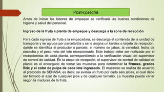 Post-cosecha
Antes de iniciar las labores de empaque se verificará las buenas condiciones de
higiene y salud del personal.
Ingreso de la fruta a planta de empaque y descarga a la zona de recepción
Para cada ingreso de fruta a la empacadora, se descarga el contenido de la unidad de
transporte y se agrupa por parcela/día y se le asigna un kardex o tarjeta de recepción,
donde se identifica el productor o parcela, el número de jabas, la variedad, fecha de
cosecha y el peso neto del lote recepcionado. Este trabajo debe ser realizado por el
recepcionista de cada planta, correspondiendo a la verificación visual del supervisor
de control de calidad. En la etapa de recepción, el supervisor de control de calidad de
planta es el encargado de tomar las muestras para determinar la firmeza, grados
Brix y el color de pulpa de cada lote ingresado. El muestreo se realiza de acuerdo
al protocolo de SENASA; es decir, se evalúa un fruto por cada seis jabas, el cual debe
ser tomado al azar de cualquier jaba y de cualquier tamaño. La muestra puede variar
según la madurez de la fruta.
 