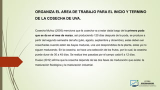 ORGANIZA EL AREA DE TRABAJO PARA EL INICIO Y TERMINO
DE LA COSECHA DE UVA.
Cosecha Muñoz (2005) menciona que la cosecha va a estar dada luego de la primera poda
que se da en el mes de marzo, así produciendo 120 días después de la poda, se produce a
partir del segundo semestre del año (julio, agosto, septiembre y diciembre), estas deben ser
cosechadas cuando estén las bayas maduras, una vez desprendidas de la planta, estas ya no
siguen madurando. En la cosecha, se hace una selección de los frutos, por lo cual, la cosecha
puede durar de 30 a 45 días. Se realiza tres pasadas por el campo cada 6 a 12 días.
Hueso (2012) afirma que la cosecha depende de las dos fases de maduración que existe: la
maduración fisiológica y la maduración industrial.
 