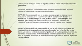 La maduración fisiológica ocurre en la pinta ,cuando la semilla adquiere su capacidad
germinativa.
En cambio la madurez industrial es cuando la uva ha reunido todos los requisitos
necesarios para obtener un determinado tipo de vino.
INIAP (2008) expresa que la uva se cosecha cuando cumpla su ciclo normal de
maduración, esto es cuando hayan incrementado su contenido de azúcar,
disminuido su acidez, tengan el color, textura y sabor adecuado para cada
variedad, ya que luego de cosechada la fruta no aumenta la madurez. Los
contenidos de ácidos y azúcar constituyen las mejores medidas de la madurez.
Yahia (2009) argumenta que para cosechar la uva se utiliza tijeras especiales, con
hojas cuchillos cortos y que tengan puntas redondeadas que eviten heridas en las
bayas. Los racimos serán cortados con un pedúnculo largo, debajo de su inserción en
las ramas, así se evitará la deshidratación del sistema que sostiene las bayas. Se
evita en lo posible el contacto de las manos con las bayas para no remover la película
cerosa de estas.
 