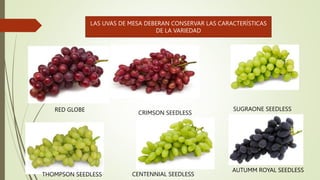 LAS UVAS DE MESA DEBERAN CONSERVAR LAS CARACTERÍSTICAS
DE LA VARIEDAD
RED GLOBE
CRIMSON SEEDLESS
SUGRAONE SEEDLESS
THOMPSON SEEDLESS CENTENNIAL SEEDLESS
AUTUMM ROYAL SEEDLESS
 