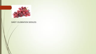 SWEET CELEBRATION SEEDLESS
 