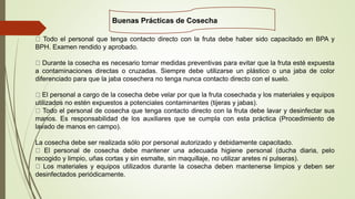 Todo el personal que tenga contacto directo con la fruta debe haber sido capacitado en BPA y
BPH. Examen rendido y aprobado.
Durante la cosecha es necesario tomar medidas preventivas para evitar que la fruta esté expuesta
a contaminaciones directas o cruzadas. Siempre debe utilizarse un plástico o una jaba de color
diferenciado para que la jaba cosechera no tenga nunca contacto directo con el suelo.
El personal a cargo de la cosecha debe velar por que la fruta cosechada y los materiales y equipos
utilizados no estén expuestos a potenciales contaminantes (tijeras y jabas).
Todo el personal de cosecha que tenga contacto directo con la fruta debe lavar y desinfectar sus
manos. Es responsabilidad de los auxiliares que se cumpla con esta práctica (Procedimiento de
lavado de manos en campo).
La cosecha debe ser realizada sólo por personal autorizado y debidamente capacitado.
El personal de cosecha debe mantener una adecuada higiene personal (ducha diaria, pelo
recogido y limpio, uñas cortas y sin esmalte, sin maquillaje, no utilizar aretes ni pulseras).
Los materiales y equipos utilizados durante la cosecha deben mantenerse limpios y deben ser
desinfectados periódicamente.
Buenas Prácticas de Cosecha
 