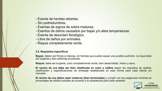 - Exenta de heridas abiertas.
- Sin podredumbres.
- Exentas de signos de sobre madurez.
- Exentos de daños causados por bajas y/o altas temperaturas
- Exenta de desorden fisiológico.
- Libre de daños por animales.
- Raquis completamente verde.
3.2. Requisitos específicos
Bayas: deben ser firmes e intactas, sin heridas que pueda causar una posible pudrición. La baya debe
ser turgente y bien adherida al pedicelo
Raquis: debe ser turgente, color completamente verde, bien desarrollado, fresco y sano.
El racimo de uva debe ser bien clasificado en color y calibre según los requisitos de calidad,
clasificación y especificaciones de embalaje establecidos en esta norma para cada cliente y/o
mercado.
El racimo de uva deben estar maduros (bien terminadas) y cumplir con las exigencias mínimas en
porcentajes de sólidos solubles de acuerdo a lo establecido para cada variedad.
 
