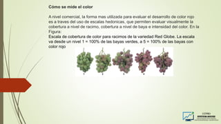 Cómo se mide el color
A nivel comercial, la forma mas utilizada para evaluar el desarrollo de color rojo
es a traves del uso de escalas hedonicas, que permiten evaluar visualmente la
cobertura a nivel de racimo, cobertura a nivel de baya e intensidad del color. En la
Figura:
Escala de cobertura de color para racimos de la variedad Red Globe. La escala
va desde un nivel 1 = 100% de las bayas verdes, a 5 = 100% de las bayas con
color rojo
 