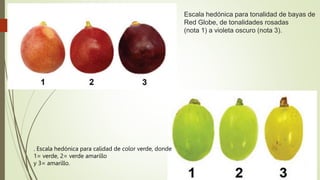 Escala hedónica para tonalidad de bayas de
Red Globe, de tonalidades rosadas
(nota 1) a violeta oscuro (nota 3).
. Escala hedónica para calidad de color verde, donde
1= verde, 2= verde amarillo
y 3= amarillo.
 