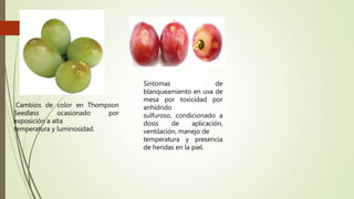 Cambios de color en Thompson
Seedless ocasionado por
exposición a alta
temperatura y luminosidad.
Síntomas de
blanqueamiento en uva de
mesa por toxicidad por
anhídrido
sulfuroso, condicionado a
dosis de aplicación,
ventilación, manejo de
temperatura y presencia
de heridas en la piel.
 