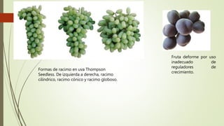 Formas de racimo en uva Thompson
Seedless. De izquierda a derecha, racimo
cilíndrico, racimo cónico y racimo globoso.
Fruta deforme por uso
inadecuado de
reguladores de
crecimiento.
 