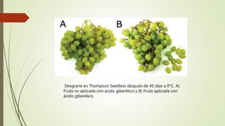 Desgrane en Thompson Seedless después de 45 días a 0°C. A)
Fruta no aplicada con ácido giberélico y B) Fruta aplicada con
ácido giberélico.
 