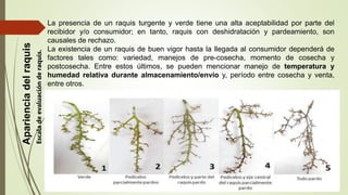 Apariencia
del
raquis La presencia de un raquis turgente y verde tiene una alta aceptabilidad por parte del
recibidor y/o consumidor; en tanto, raquis con deshidratación y pardeamiento, son
causales de rechazo.
La existencia de un raquis de buen vigor hasta la llegada al consumidor dependerá de
factores tales como: variedad, manejos de pre-cosecha, momento de cosecha y
postcosecha. Entre estos últimos, se pueden mencionar manejo de temperatura y
humedad relativa durante almacenamiento/envío y, período entre cosecha y venta,
entre otros.
Escala
de
evaluación
de
raquis.
 