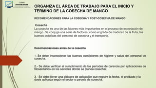 ORGANIZA EL ÁREA DE TRABAJO PARA EL INICIO Y
TERMINO DE LA COSECHA DE MANGO
RECOMENDACIONES PARA LA COSECHA Y POST-COSECHA DE MANGO
Cosecha
La cosecha es una de las labores más importantes en el proceso de exportación de
mango. Se conjuga una serie de factores, como el grado de madurez de la fruta, las
buenas prácticas del personal de cosecha y el transporte.
Recomendaciones antes de la cosecha
1.-Se debe inspeccionar las buenas condiciones de higiene y salud del personal de
cosecha.
2.- Se debe verificar el cumplimiento de los períodos de carencia por aplicaciones de
fitosanitarios en los sectores donde se planea cosechar.
3.- Se debe llevar una bitácora de aplicación que registre la fecha, el producto y la
dosis aplicada según el sector o parcela de cosecha.
 