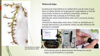 Decoloración en raquis
por toxicidad por SO2
Textura de baya
La textura es importante en la calidad de la uva de mesa, la que
tiene un efecto directo en la percepción organoléptica a nivel de
consumidor. Si bien es un atributo compuesto, donde el
componente más conocido es la firmeza, está
definido por varias características tales como crocancia, dureza,
turgencia,
consistencia, elasticidad, entre otros. Si bien es afectado por el
manejo agronómico y el ambiente, existe una alta influencia del
genotipo o variedad.
Instrumentos para la determinación de firmeza en uva de
mesa. A y B) FirmtechII y C) Durofel
 