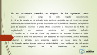 No se recomienda cosechar en ninguno de los siguientes casos
1.- Cuando el campo ha sido regado recientemente.
2.- Si en la parcela se ha aplicado algún producto pesticida para el control de plagas,
enfermedades o malas hierbas y no se ha cumplido con el periodo de carencia o de seguridad
para la cosecha. Incumplir el plazo afecta seriamente la inocuidad de la fruta, por
contaminación con residuos químicos del pesticida aplicado.
3.- Cuando en la zona de cultivo hay presencia de animales domésticos libres.
4.- Cuando la zona está contaminada con desechos de origen humano, animal doméstico,
industrial o agrícola, cuya presencia supone un riesgo para la salud.
5.- Cuando existen árboles enfermos (lasiodiplodia) o con problemas de deficiencias
nutricionales. Limpieza de los materiales de cosecha.
 