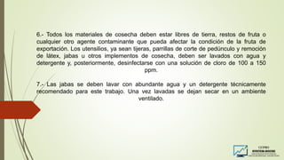6.- Todos los materiales de cosecha deben estar libres de tierra, restos de fruta o
cualquier otro agente contaminante que pueda afectar la condición de la fruta de
exportación. Los utensilios, ya sean tijeras, parrillas de corte de pedúnculo y remoción
de látex, jabas u otros implementos de cosecha, deben ser lavados con agua y
detergente y, posteriormente, desinfectarse con una solución de cloro de 100 a 150
ppm.
7.- Las jabas se deben lavar con abundante agua y un detergente técnicamente
recomendado para este trabajo. Una vez lavadas se dejan secar en un ambiente
ventilado.
 