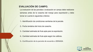 EVALUACIÓN DE CAMPO.
La evaluación de las parcelas o evaluación en campo debe realizarse
semanas antes de la cosecha del mango para exportación y debe
tomar en cuenta lo siguientes criterios:
1.- Identificación de condiciones sanitarias de la parcela.
2.- Fecha tentativa del inicio de cosecha.
3.- Cantidad estimada de fruta apta para la exportación.
4.- Cantidad estimada de fruta apta según los calibres.
5.- Certificación de la parcela de acuerdo a SENASA.
 