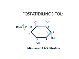 FOSFATIDILINOSITOL:
OH OH
O-P
O-P 4
3
2
6 5
1
DAG P O
OH
Mio-inositol 4-5 difosfato
 
