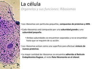 Sesion1 la celula | PPTX
