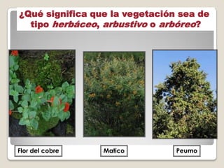 ¿Qué significa que la vegetación sea de
tipo herbáceo, arbustivo o arbóreo?
PeumoMaticoFlor del cobre
 